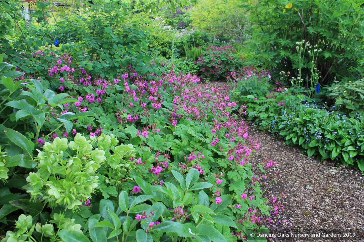 Perennials ~ Geranium macrorrhizum 'Czakor', Hardy Geranium ~ Dancing Oaks Nursery and Gardens ~ Retail Nursery ~ Mail Order Nursery