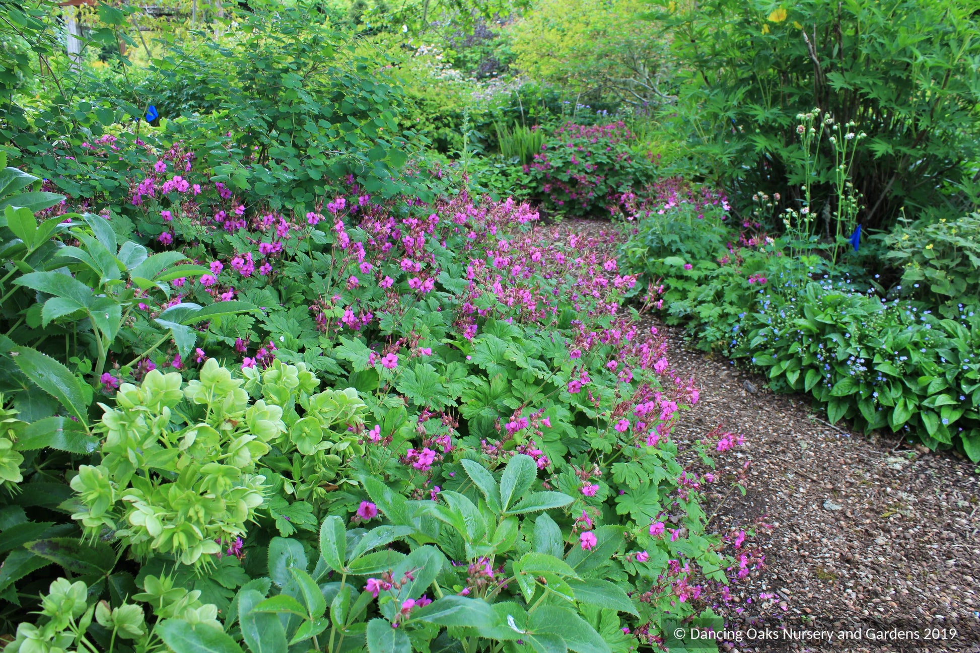 Perennials ~ Geranium macrorrhizum 'Czakor', Hardy Geranium ~ Dancing Oaks Nursery and Gardens ~ Retail Nursery ~ Mail Order Nursery