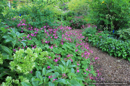 Perennials ~ Geranium macrorrhizum 'Czakor', Hardy Geranium ~ Dancing Oaks Nursery and Gardens ~ Retail Nursery ~ Mail Order Nursery
