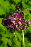 Perennials ~ Geranium phaeum 'Joseph Green', Cranesbill ~ Dancing Oaks Nursery and Gardens ~ Retail Nursery ~ Mail Order Nursery