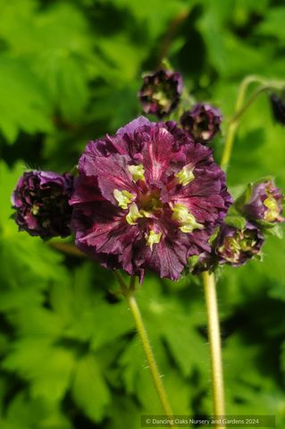 Perennials ~ Geranium phaeum 'Joseph Green', Cranesbill ~ Dancing Oaks Nursery and Gardens ~ Retail Nursery ~ Mail Order Nursery