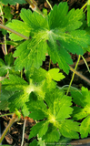 Perennials ~ Geranium phaeum 'Lisa', Cranesbill ~ Dancing Oaks Nursery and Gardens ~ Retail Nursery ~ Mail Order Nursery