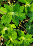 Perennials ~ Geranium phaeum 'Lisa', Cranesbill ~ Dancing Oaks Nursery and Gardens ~ Retail Nursery ~ Mail Order Nursery