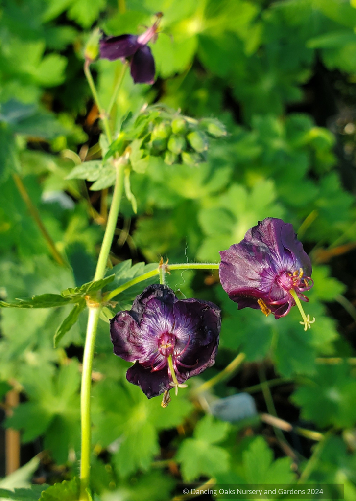 Geranium phaeum 'Lisa', Hardy Geranium – Dancing Oaks Nursery and Gardens