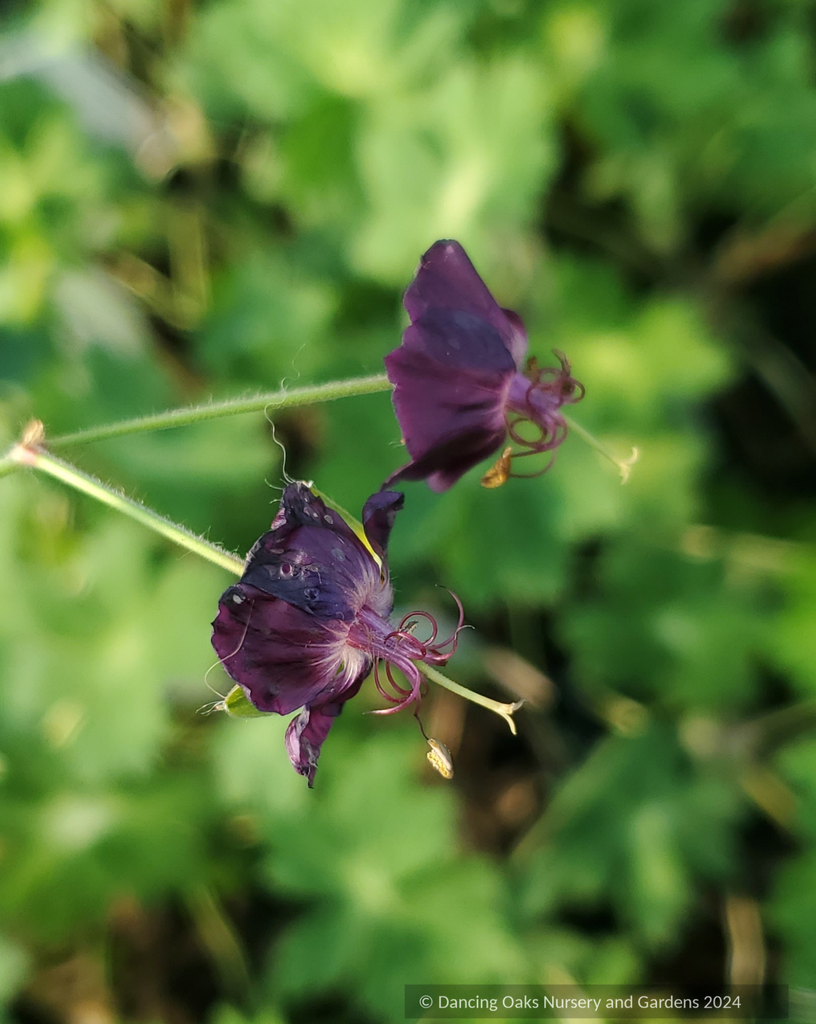 Geranium phaeum 'Lisa', Hardy Geranium – Dancing Oaks Nursery and Gardens