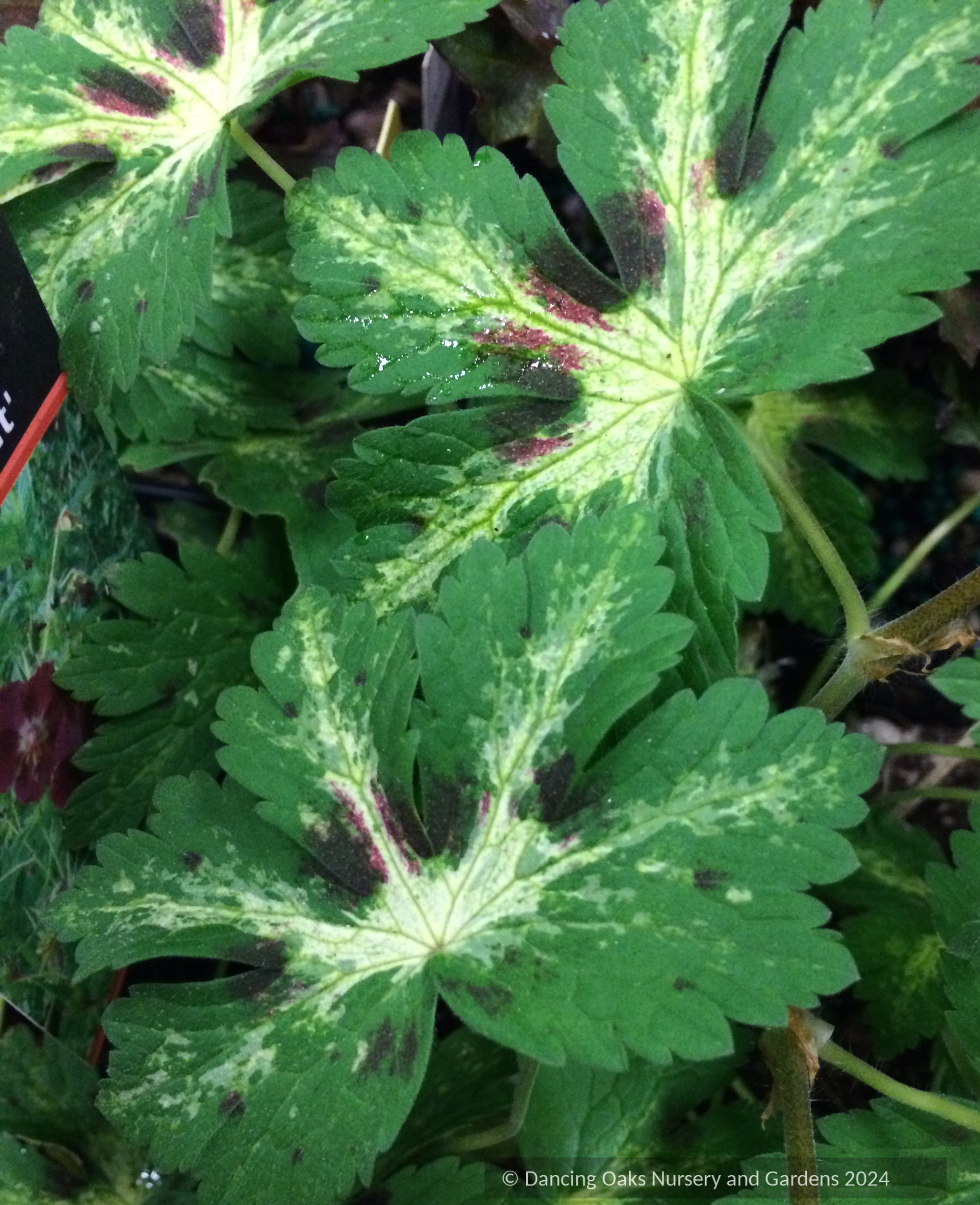 Perennials ~ Geranium phaeum 'Shadowlight', Hardy Geranium ~ Dancing Oaks Nursery and Gardens ~ Retail Nursery ~ Mail Order Nursery