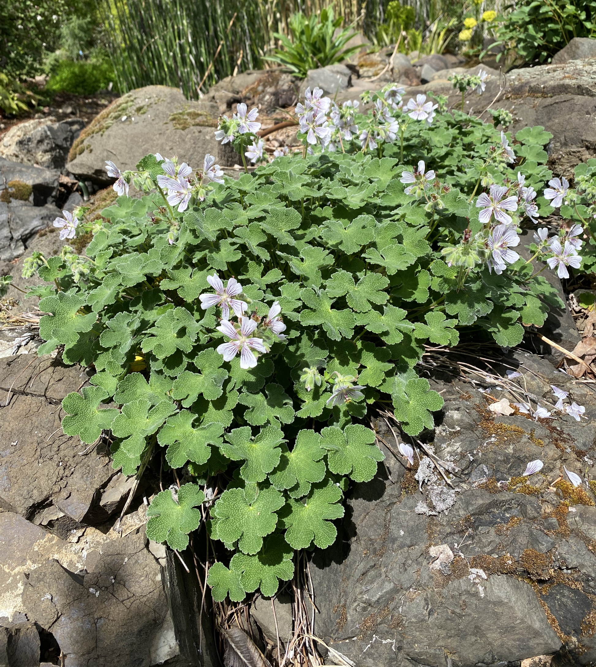 Perennials ~ Geranium renardii, Hardy Geranium ~ Dancing Oaks Nursery and Gardens ~ Retail Nursery ~ Mail Order Nursery