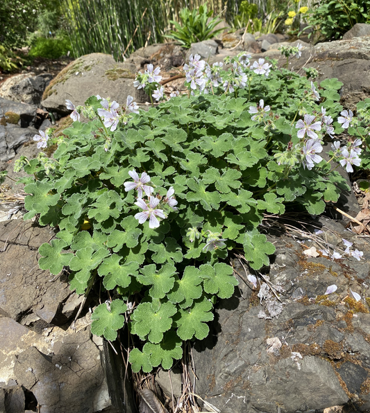 Perennials ~ Geranium renardii, Hardy Geranium ~ Dancing Oaks Nursery and Gardens ~ Retail Nursery ~ Mail Order Nursery