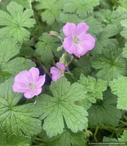 Geranium × riversleaianum 'Mavis Simpson'