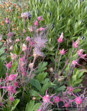 Geum triflorum, Prairie Smoke