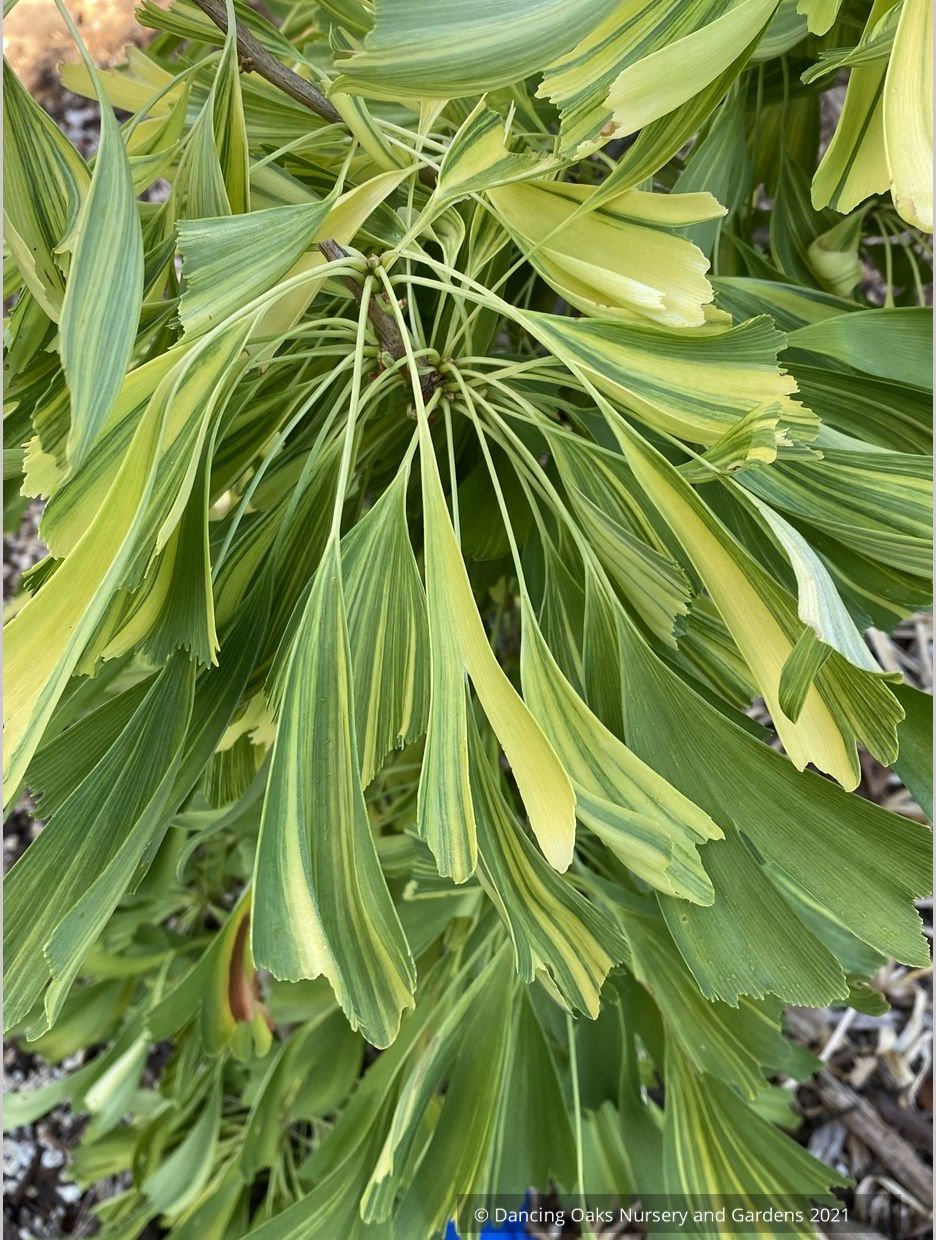 Ginkgo biloba 'California Sunset', Variegated Maidenhair Tree