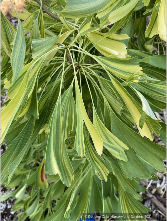 Ginkgo biloba 'California Sunset', Variegated Maidenhair Tree