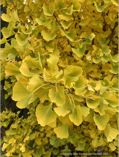 Ginkgo biloba 'Chi Chi' (rooted cuttings), Dwarf Maidenhair Tree