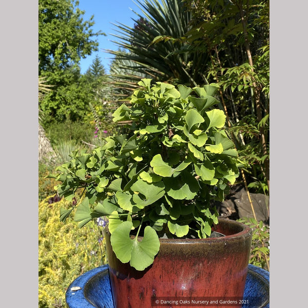 Ginkgo biloba 'Jehoshaphat', Dwarf Maidenhair Tree Dancing Oaks