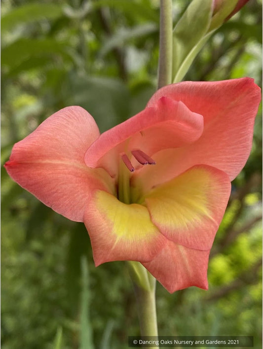 Gladiolus papilio 'David Hills', Hardy Gladiola