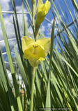 Perennials ~ Gladiolus dalenii, Gladiola ~ Dancing Oaks Nursery and Gardens ~ Retail Nursery ~ Mail Order Nursery