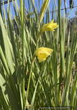 Perennials ~ Gladiolus dalenii, Gladiola ~ Dancing Oaks Nursery and Gardens ~ Retail Nursery ~ Mail Order Nursery