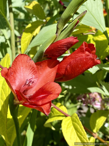 Perennials ~ Gladiolus flanaganii, Gladiola ~ Dancing Oaks Nursery and Gardens ~ Retail Nursery ~ Mail Order Nursery