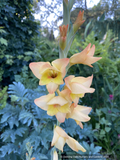 Bulbs & Tubers ~ Gladiolus x gandavensis 'Boone', Hardy Gladiola ~ Dancing Oaks Nursery and Gardens ~ Retail Nursery ~ Mail Order Nursery