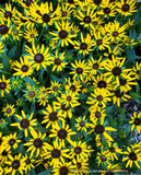 Rudbeckia fulgida 'Little Goldstar', Black-Eyed Susan