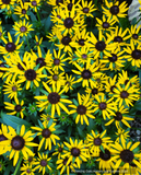 Rudbeckia fulgida 'Little Goldstar', Black-Eyed Susan