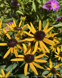 Rudbeckia fulgida 'Little Goldstar', Black-Eyed Susan