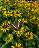 Rudbeckia fulgida 'Little Goldstar', Black-Eyed Susan