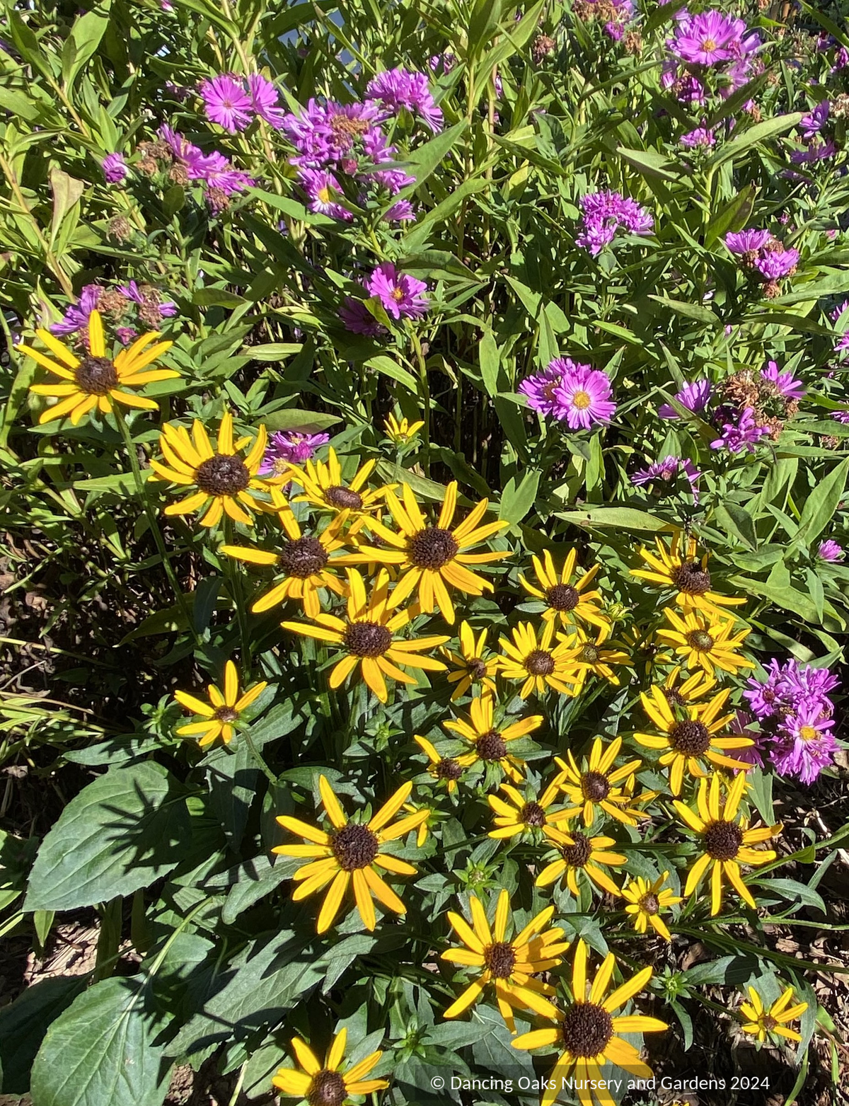 Rudbeckia fulgida 'Little Goldstar', Black-Eyed Susan
