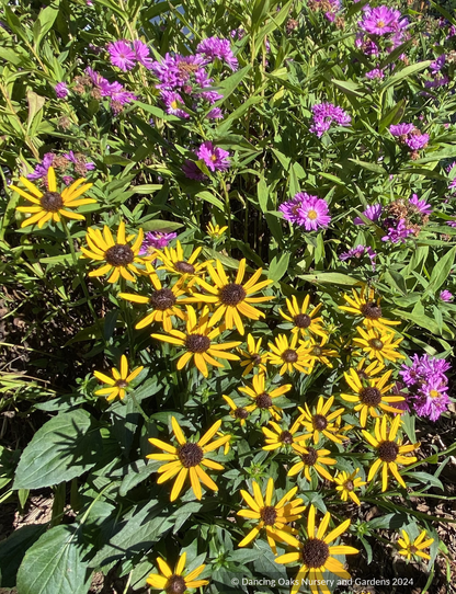 Rudbeckia fulgida 'Little Goldstar', Black-Eyed Susan