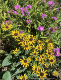 Rudbeckia fulgida 'Little Goldstar', Black-Eyed Susan