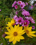 Helianthus nuttallii, Nuttall's Sunflower