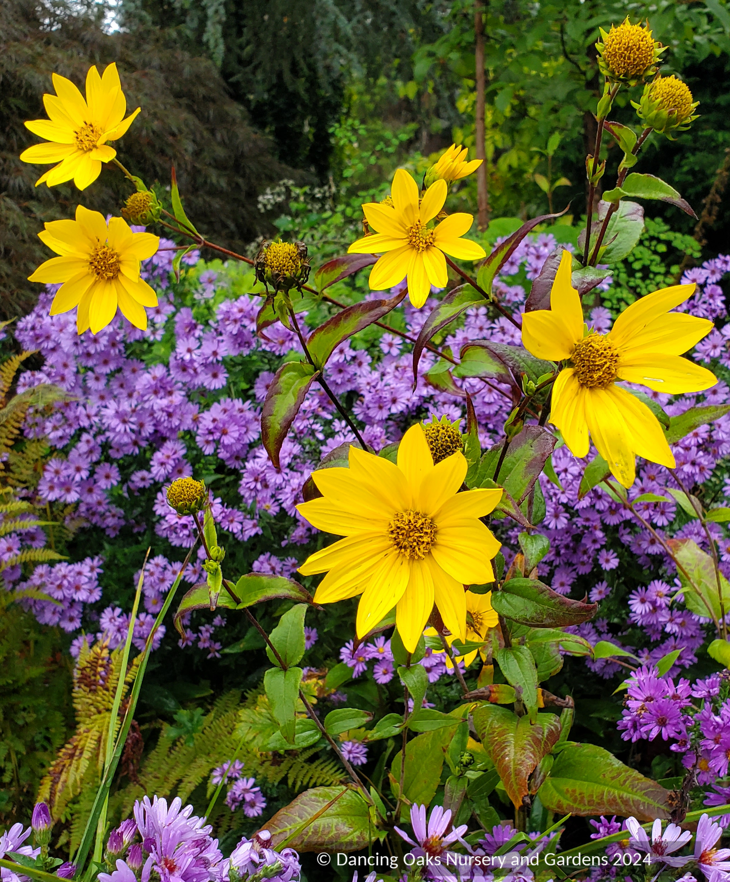 Helianthus nuttallii, Nuttall's Sunflower