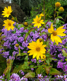 Helianthus nuttallii, Nuttall's Sunflower