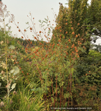 Perennials ~ Glycyrrhiza echinata, Chinese Licorice ~ Dancing Oaks Nursery and Gardens ~ Retail Nursery ~ Mail Order Nursery