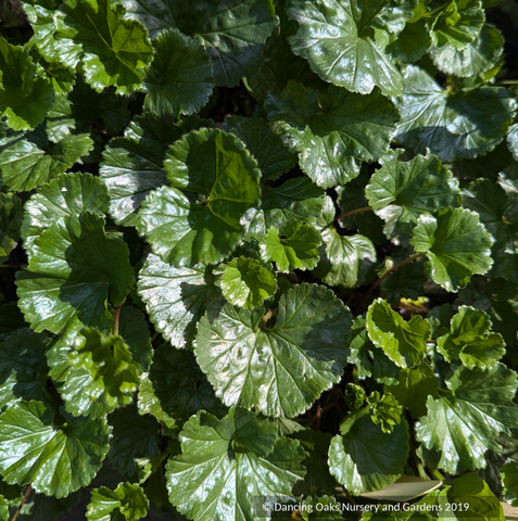 Gunnera magellanica, Creeping Gunnera or Devil's Strawberry