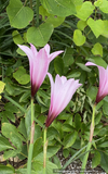 Habranthus brachyandrus, Rain Lily