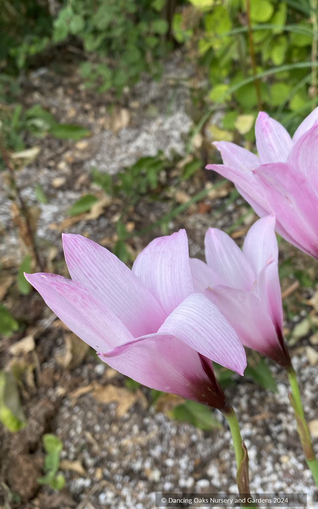 Habranthus brachyandrus, Rain Lily – Dancing Oaks Nursery and Gardens