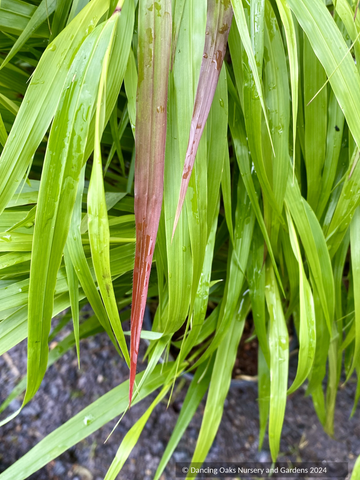 Grasses ~ Hakonechloa 'Beni Kaze', Beni Kaze Japanese Forest Grass ~ Dancing Oaks Nursery and Gardens ~ Retail Nursery ~ Mail Order Nursery