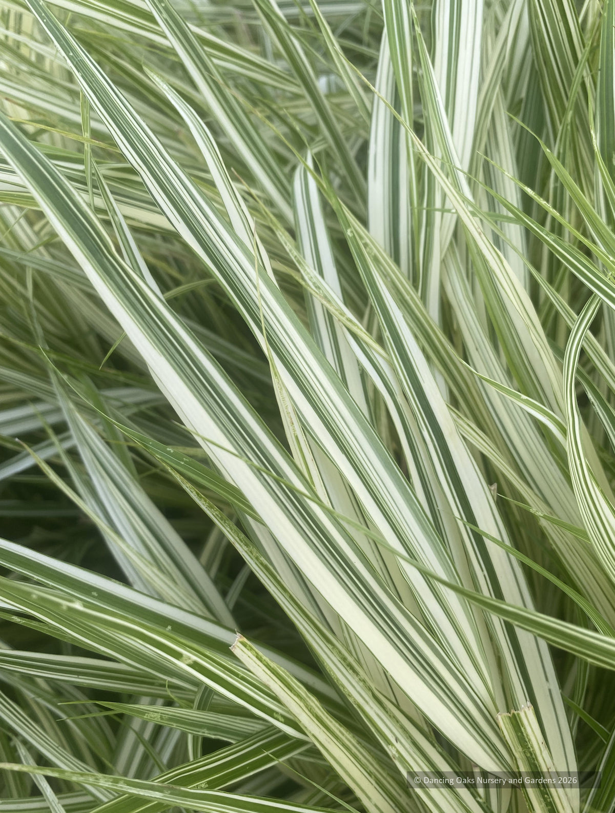 Grasses ~ Hakonechloa macra 'HakBri2' Lime Zest™ PP36655, Variegated Japanese Forest Grass ~ Dancing Oaks Nursery and Gardens ~ Retail Nursery ~ Mail Order Nursery