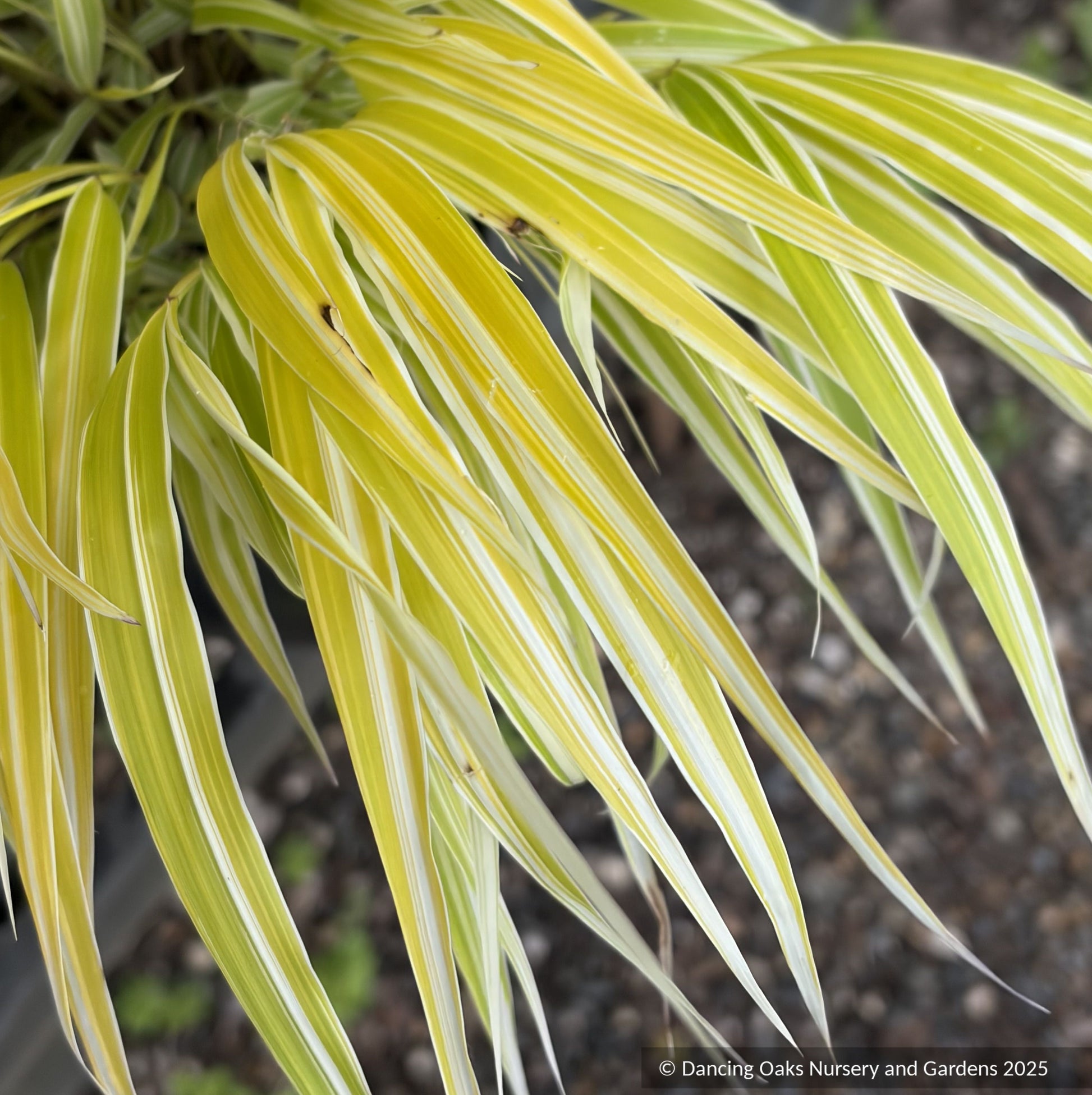Grasses ~ Hakonechloa macra 'Lemon Zest' ~ Dancing Oaks Nursery and Gardens ~ Retail Nursery ~ Mail Order Nursery