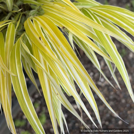 Grasses ~ Hakonechloa macra 'Lemon Zest' ~ Dancing Oaks Nursery and Gardens ~ Retail Nursery ~ Mail Order Nursery
