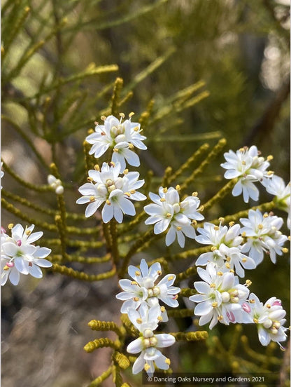Hebe ochracea 'James Stirling', Whipcord Hebe