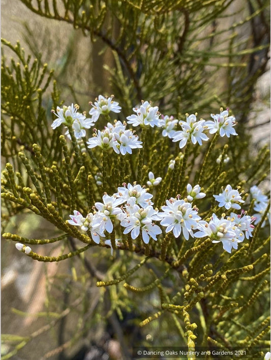 Hebe ochracea 'James Stirling', Whipcord Hebe