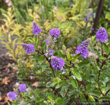 Hebe 'Heidi'