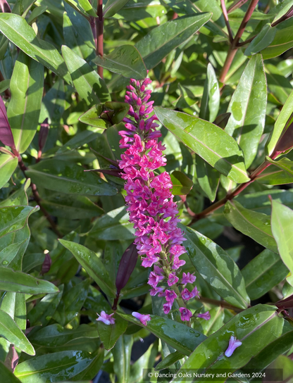 Shrubs ~ Hebe 'Jane Holden', Hebe ~ Dancing Oaks Nursery and Gardens ~ Retail Nursery ~ Mail Order Nursery