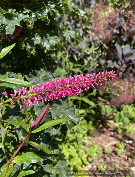 Hebe (Veronica) 'Jane Holden', Hebe – Dancing Oaks Nursery and Gardens