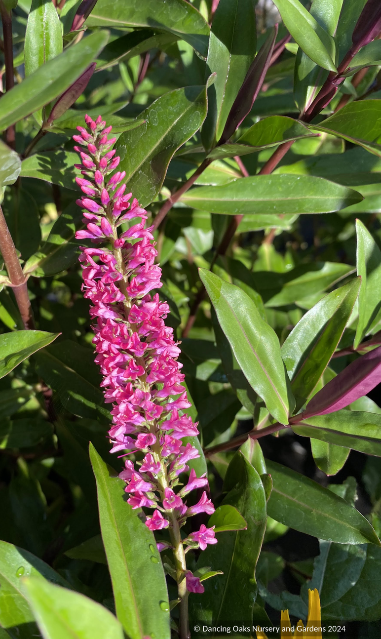 Shrubs ~ Hebe 'Jane Holden', Hebe ~ Dancing Oaks Nursery and Gardens ~ Retail Nursery ~ Mail Order Nursery
