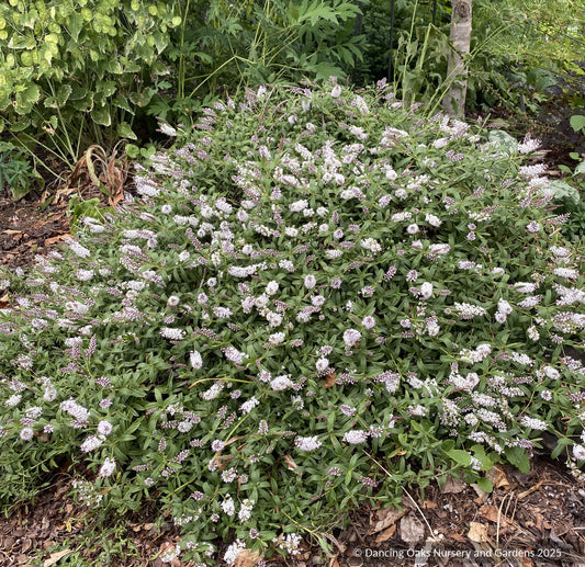 Shrubs ~ Hebe albicans 'Sussex Carpet' ~ Dancing Oaks Nursery and Gardens ~ Retail Nursery ~ Mail Order Nursery