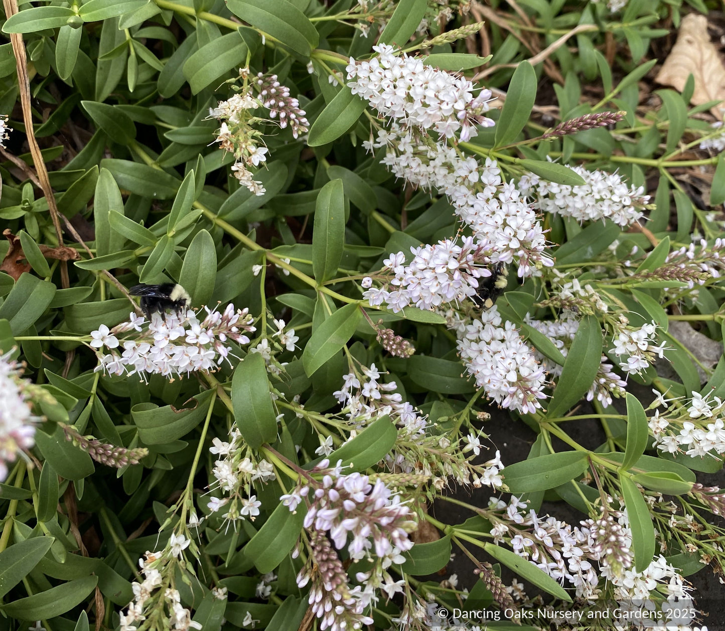 Shrubs ~ Hebe albicans 'Sussex Carpet' ~ Dancing Oaks Nursery and Gardens ~ Retail Nursery ~ Mail Order Nursery