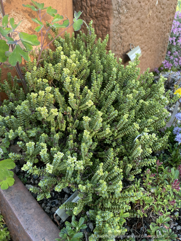 Hebe buchananii 'Minor', Dwarf Hebe